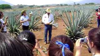 preview picture of video 'tequila jose cuervo-entre los agaves.................'