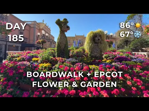 🔴 LIVE: Boardwalk ➜ Hollywood Studios ➜ EPCOT Flower & Garden Walk | Day 185 | #TDWSS