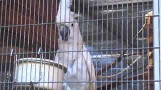 preview picture of video '30 Days of Classic Brentwood - Day 14: Serenity Park Parrot Sanctuary'