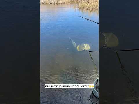 Что скажешь? 😁  #рыбалка #рыбак #щука #сазан #окунь #карп #сом #спиннинг #фидер #карась #поклевка