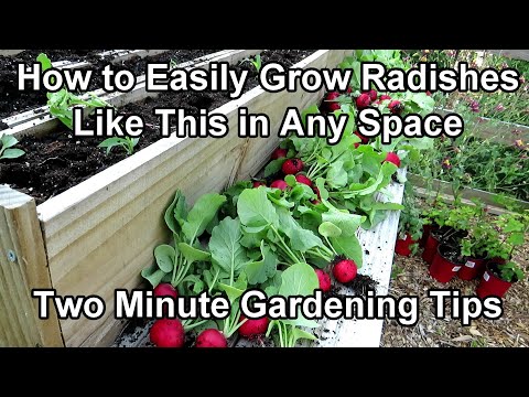 How to Grow Radish Bulbs 'NOT LEAVES' in Small Spaces, Containers or Earth Beds: Two Minute TRG Tips