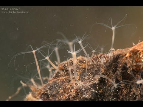 HYDRA-THE ALMOST UNKILLABLE MONSTER