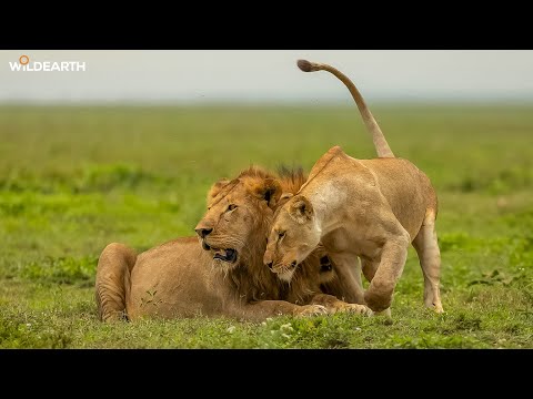 Liontastic - SafariLIVE Sunrise - 09 January 2026