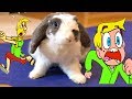 Owner can't get to his kitchen without his bunny trailing behind