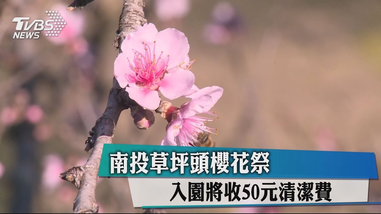 8年來首收費!南投草坪頭櫻花祭入園將收50元