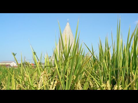 Hot Tainan EP1. The Story of Rice