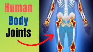 6 Types of Joints found in the Human Body