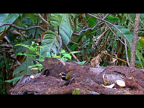Orange-billed Sparrow Dazzles Us With A Brief Visit To The Panama Fruit Feeder – Feb 13, 2020