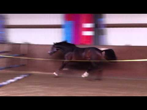 "Cronshagen" Hengst v.  Cancara / Ramirado