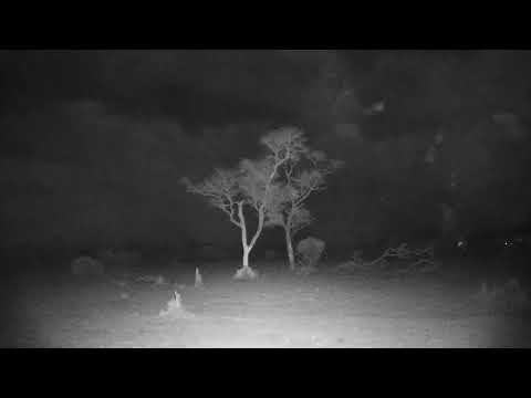 Djuma: Wind and rain from nearby storm starts up - 19:42 - 11/16/21