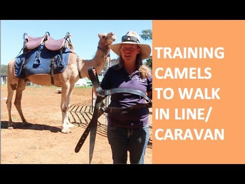 Training Camels into Caravan/String using Camel Spider Harness