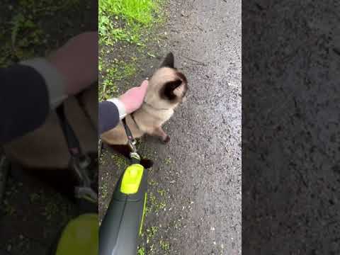 Walking burmese cat on a leash