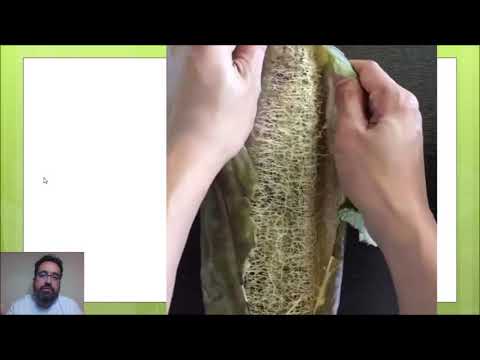 INTRODUÇÃO À BOTÂNICA