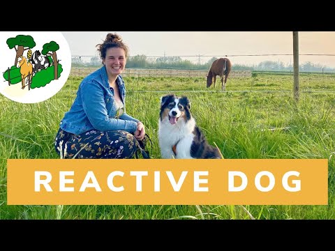 Our REACTIVE dog meets our horse