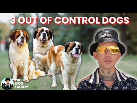 These 3 Large Dogs Are Terrorizing The Neighborhood \ The Dog Daddy