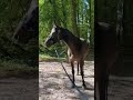 Castrone KWPN Cavallo da Sport Neerlandese In vendita 2020 Baio scuro ,  LIAMANT W