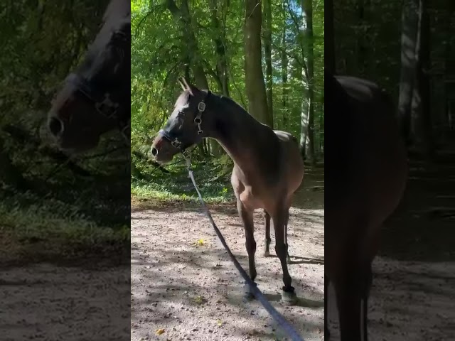 Castrone KWPN Cavallo da Sport Neerlandese In vendita 2020 Baio scuro ,  LIAMANT W