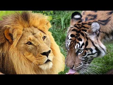 Lions and Tigers Tribute