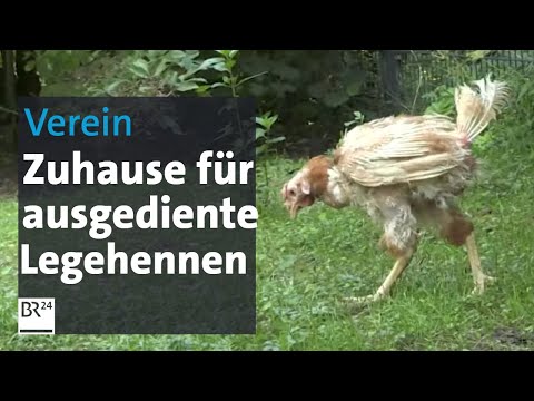 Verein "Rettet das Huhn": Von der Legebatterie in den heimischen Garten | Abendschau | BR24