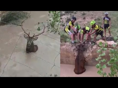 5 Cyclists Pull Stranded Deer Out of Water