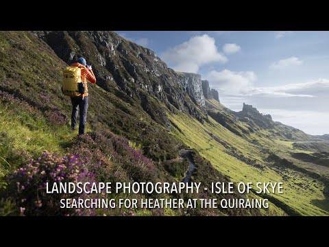 Landscape Photography, Isle of Skye | Searching for heather at the Quiraing