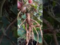 How We Make Dandelion Root Tea Growyourownfood Foraging Wildfood