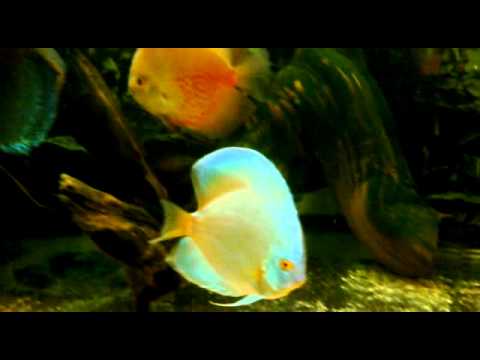 LED light  t8  14W (warm) discus aquarium