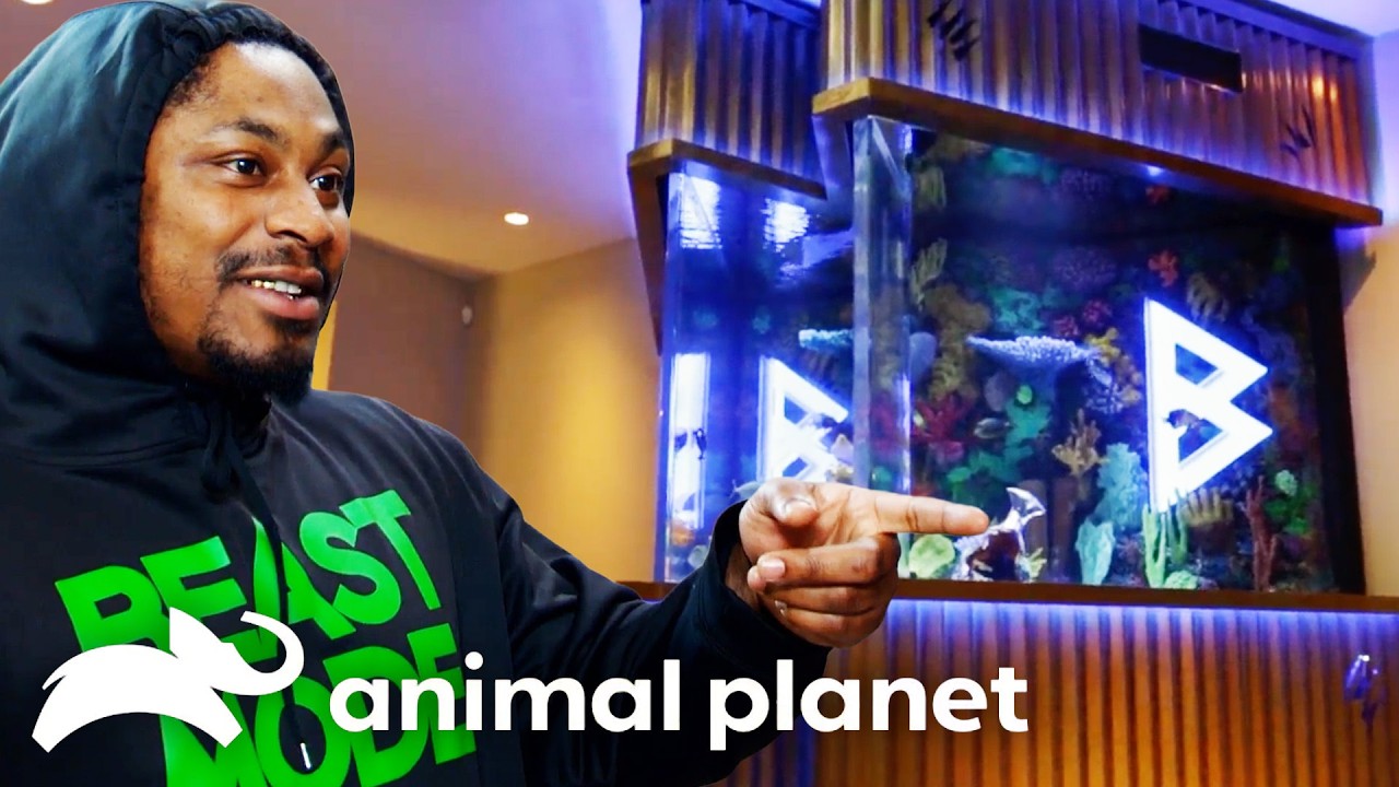 NFL Players's Best Tanks | Tanked | Animal Planet