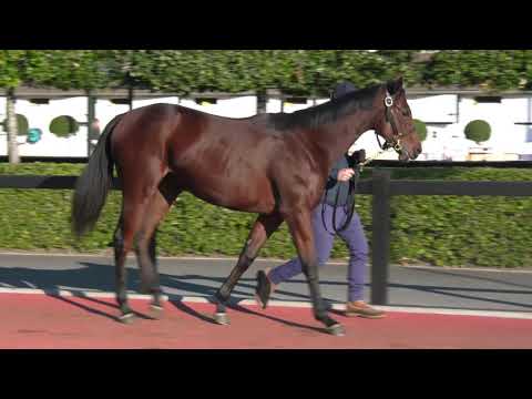 2021 October Yearling Sale - Lot 146 f. MOTIVATOR x THEORICIENNE