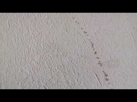 Trânsito de formigas - 197