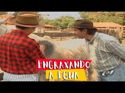 ENGRAXANDO A ÉGUA - NILTON PINTO E TOM CARVALHO
