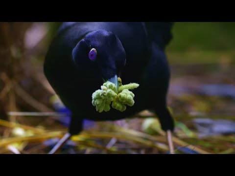 Sneaky Jewel-Thief Birds | Spy In The Wild | BBC Earth