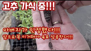 고추 육묘 올해는 많은 변화가 있었습니다! 방법도 사용하는 자재도!! 그리고 저희 아버지가 이제 인정하셨어요…