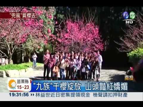 賞櫻有好康 汽車送給你!