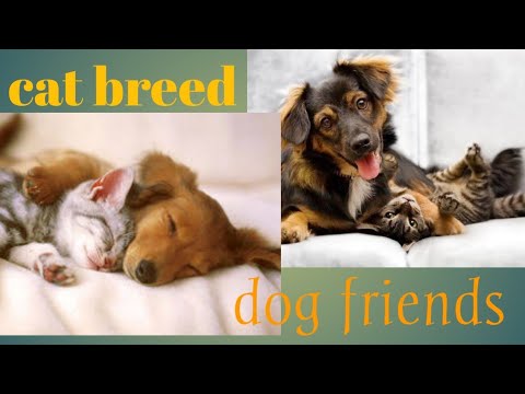 12 Cat Breed That Get Along With Dog Ja TV