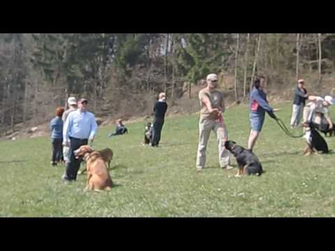 Ausbildung für Hund und Halter