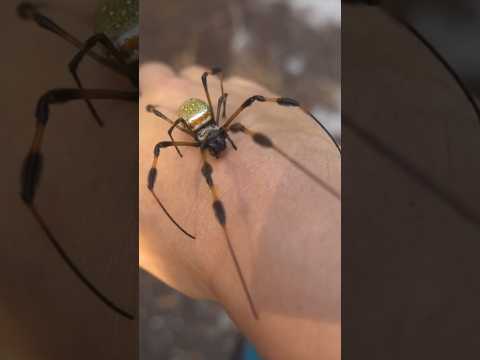 The ultimate arachnophobia test!