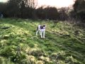 Barney Friends Out For A Walk 3gp