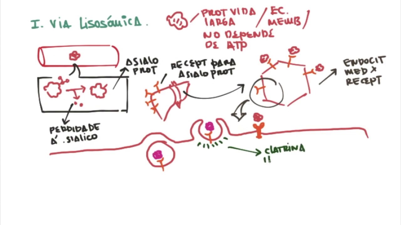 Proteólisis: Vía lisosómica