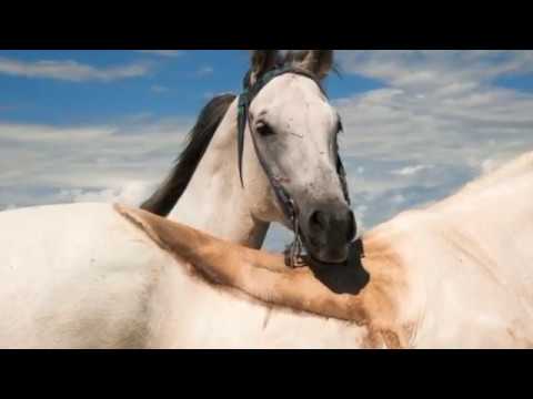 Meditazione Dinamica - Mindfulness