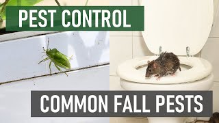 4 Common Fall Pests (And How to Get Rid of Them Quickly)