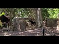 Okapi At THE San Diego ZOO Safari Park