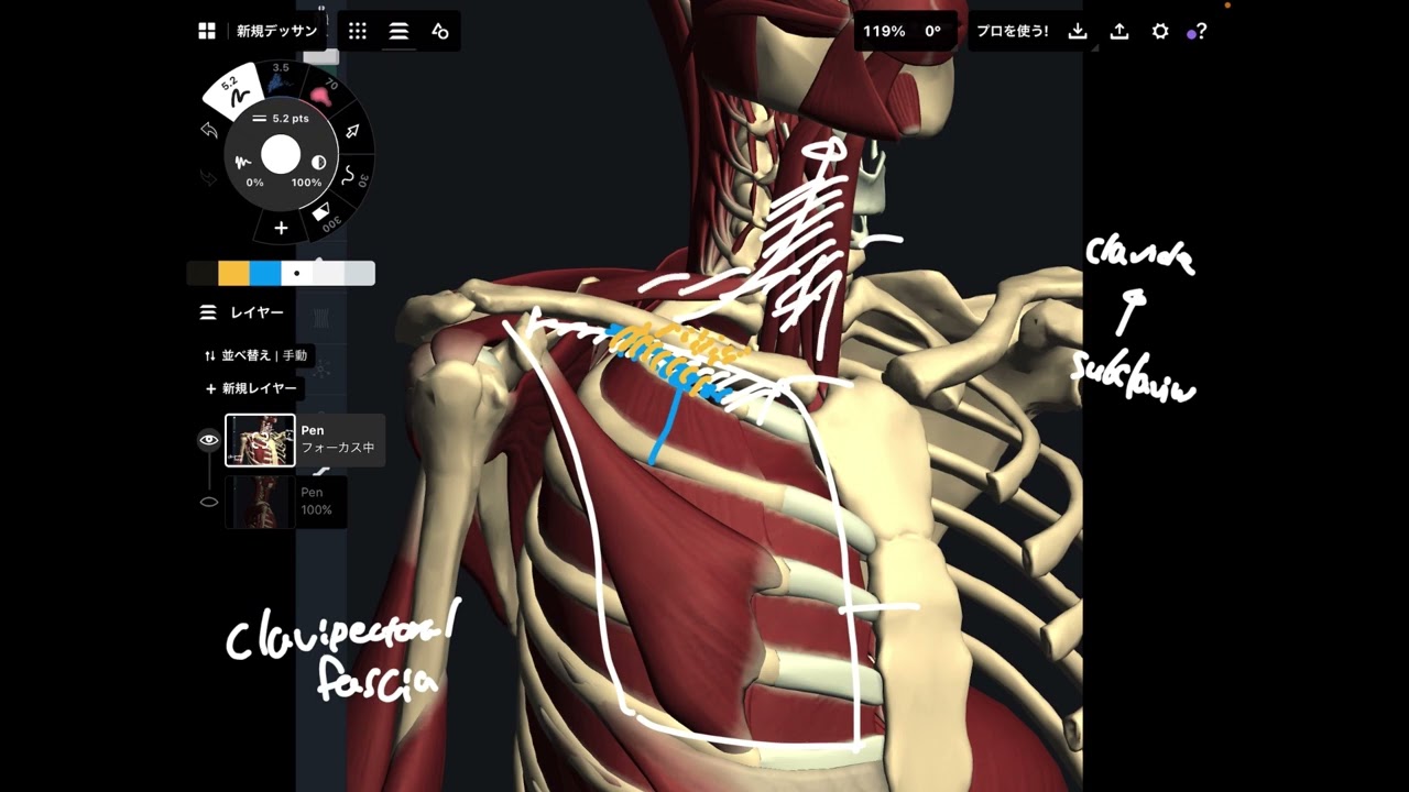 Myofascial connection on anterior neck and chest