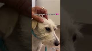 Video preview image #1 Mutt Puppy For Sale in San Jose, CA, USA