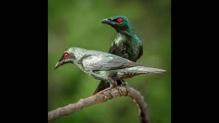 Download lagu pikat burung perling/cucak Keling kombinasi kutilang ribut,auto panen #burungkicau #burung #fyp mp3