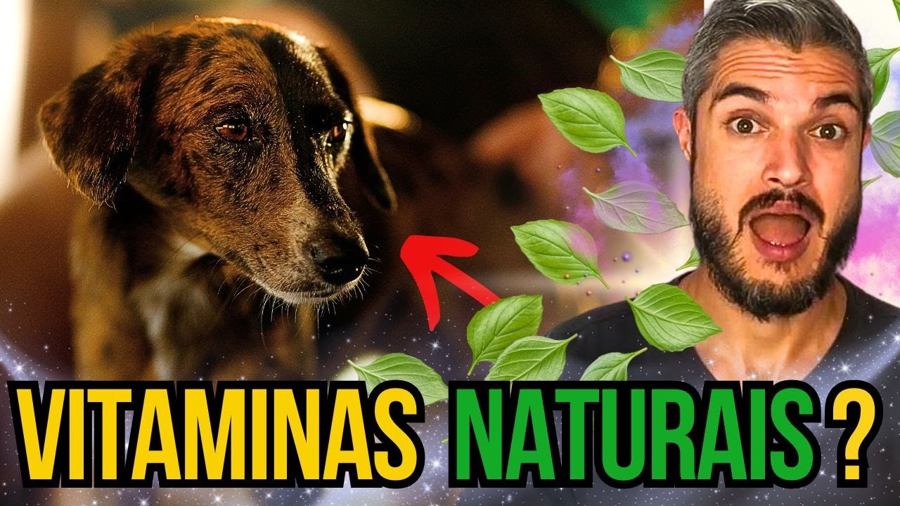 INGREDIENTES QUE ESTIMULAM O APETITE DO CACHORRO VITAMINA PARA ENGORDAR CÃO MAGRO COM ANEMIA