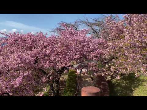 🌸Matsuda Cherry Blossom Festival 🌸 3/2023