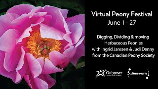 Peonies: Digging, Dividing and Moving herbaceous peonies