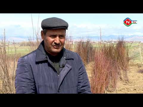 Ailə təsərrüfatları - 01.04.2021