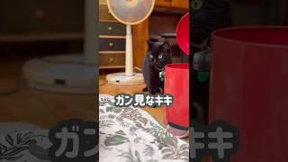 【黒猫】子猫をガン見するキキの顔が面白すぎる🐈‍⬛🤣 #黒猫 #子猫 #保護猫